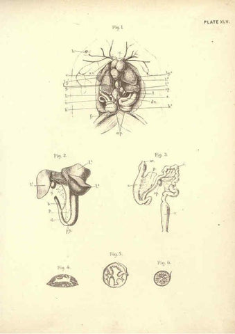Reproducción/Reproduction 6254765742: Illustrations of zoology: invertebrates & vertebrates EdinburghY.J. Pentland,1889