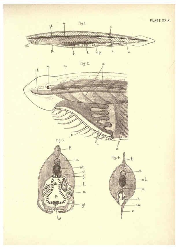 Reproducción/Reproduction 6254227245: Illustrations of zoology: invertebrates & vertebrates EdinburghY.J. Pentland,1889