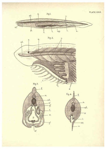 Reproducción/Reproduction 6254227245: Illustrations of zoology: invertebrates & vertebrates EdinburghY.J. Pentland,1889