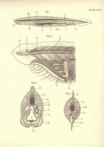 Reproducción/Reproduction 6254227245: Illustrations of zoology: invertebrates & vertebrates EdinburghY.J. Pentland,1889