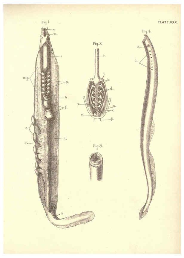 Reproducción/Reproduction 6254758326: Illustrations of zoology: invertebrates & vertebrates EdinburghY.J. Pentland,1889
