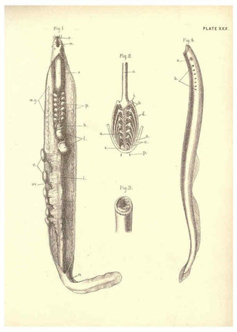 Reproducción/Reproduction 6254758326: Illustrations of zoology: invertebrates & vertebrates EdinburghY.J. Pentland,1889