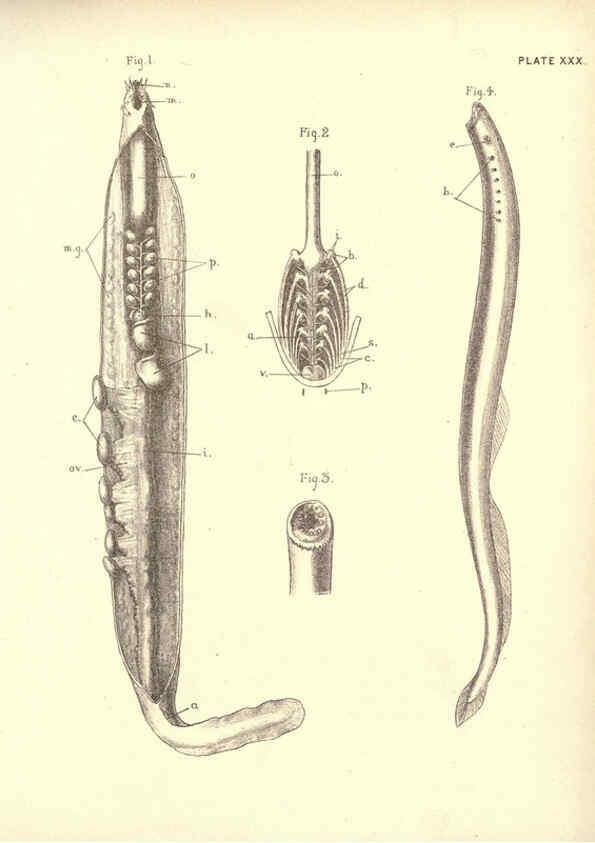 Reproducción/Reproduction 6254758326: Illustrations of zoology: invertebrates & vertebrates EdinburghY.J. Pentland,1889