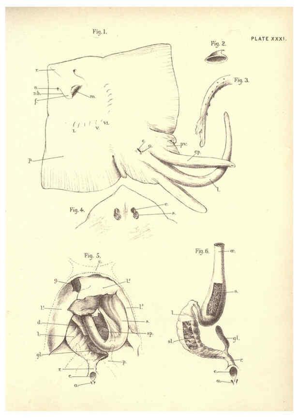 Reproducción/Reproduction 6254228201: Illustrations of zoology: invertebrates & vertebrates EdinburghY.J. Pentland,1889