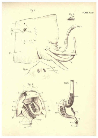 Reproducción/Reproduction 6254228201: Illustrations of zoology: invertebrates & vertebrates EdinburghY.J. Pentland,1889
