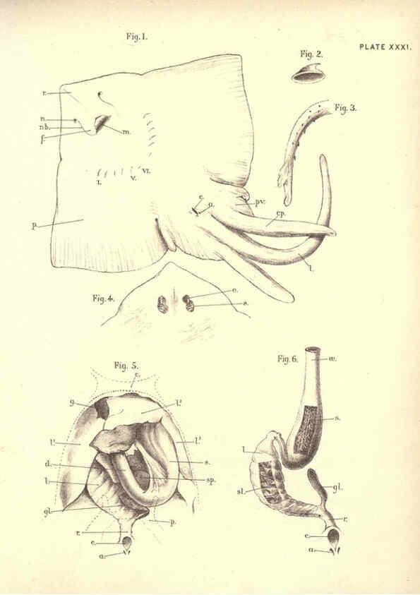 Reproducción/Reproduction 6254228201: Illustrations of zoology: invertebrates & vertebrates EdinburghY.J. Pentland,1889