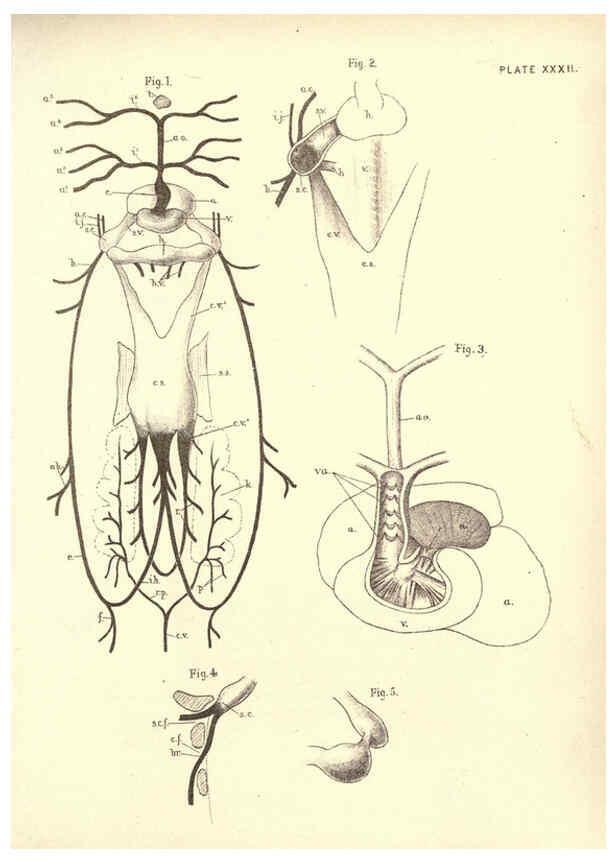 Reproducción/Reproduction 6254228745: Illustrations of zoology: invertebrates & vertebrates EdinburghY.J. Pentland,1889