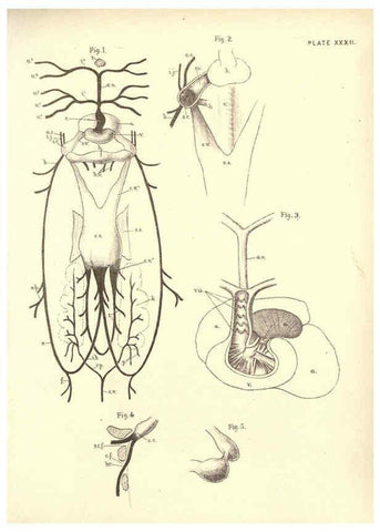 Reproducción/Reproduction 6254228745: Illustrations of zoology: invertebrates & vertebrates EdinburghY.J. Pentland,1889