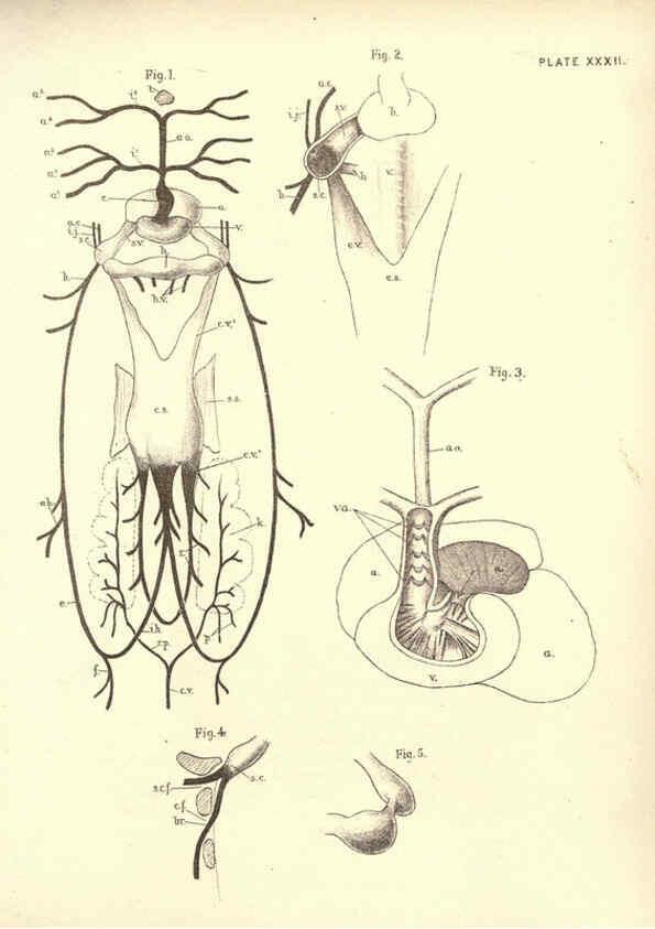 Reproducción/Reproduction 6254228745: Illustrations of zoology: invertebrates & vertebrates EdinburghY.J. Pentland,1889