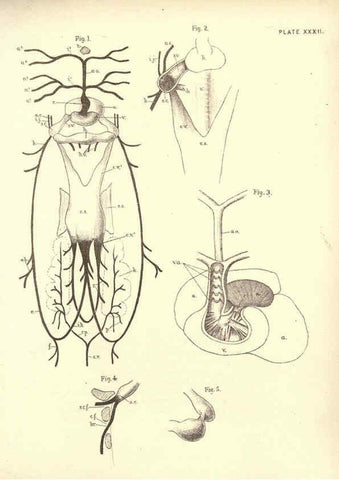 Reproducción/Reproduction 6254228745: Illustrations of zoology: invertebrates & vertebrates EdinburghY.J. Pentland,1889