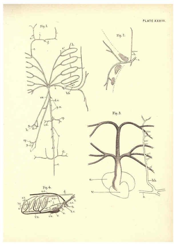 Reproducción/Reproduction 6254228947: Illustrations of zoology: invertebrates & vertebrates EdinburghY.J. Pentland,1889