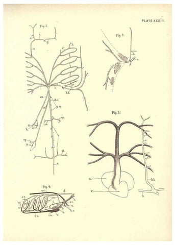 Reproducción/Reproduction 6254228947: Illustrations of zoology: invertebrates & vertebrates EdinburghY.J. Pentland,1889