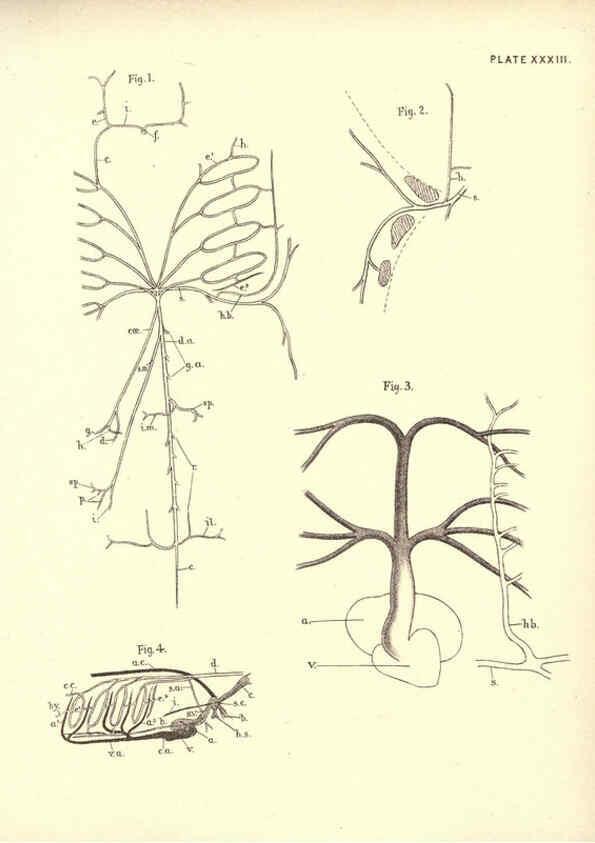 Reproducción/Reproduction 6254228947: Illustrations of zoology: invertebrates & vertebrates EdinburghY.J. Pentland,1889
