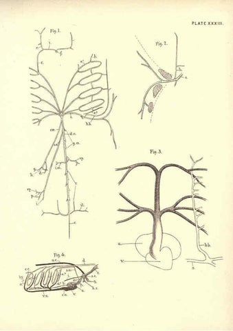 Reproducción/Reproduction 6254228947: Illustrations of zoology: invertebrates & vertebrates EdinburghY.J. Pentland,1889