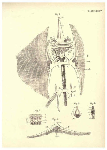 Reproducción/Reproduction 6254760004: Illustrations of zoology: invertebrates & vertebrates EdinburghY.J. Pentland,1889