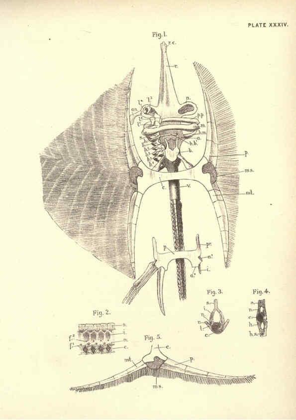 Reproducción/Reproduction 6254760004: Illustrations of zoology: invertebrates & vertebrates EdinburghY.J. Pentland,1889
