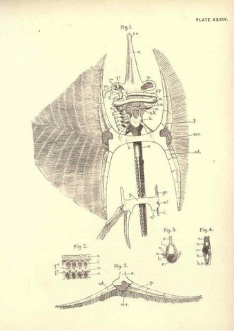 Reproducción/Reproduction 6254760004: Illustrations of zoology: invertebrates & vertebrates EdinburghY.J. Pentland,1889