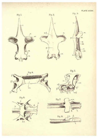 Reproducción/Reproduction 6254229521: Illustrations of zoology: invertebrates & vertebrates EdinburghY.J. Pentland,1889