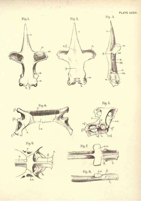 Reproducción/Reproduction 6254229521: Illustrations of zoology: invertebrates & vertebrates EdinburghY.J. Pentland,1889