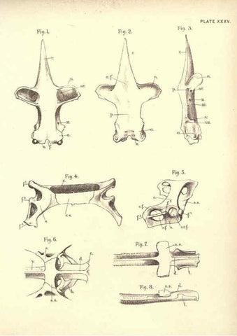 Reproducción/Reproduction 6254229521: Illustrations of zoology: invertebrates & vertebrates EdinburghY.J. Pentland,1889