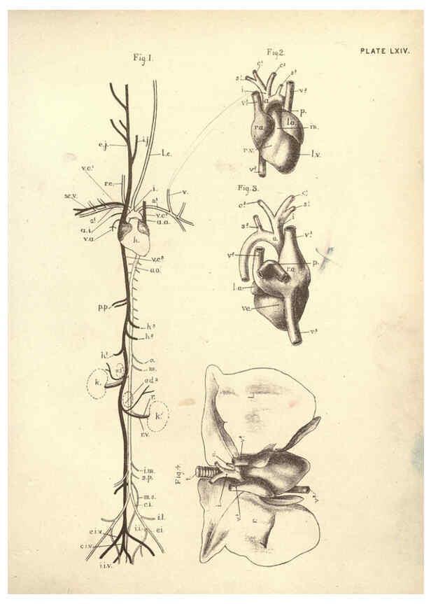 Reproducción/Reproduction 6254770912: Illustrations of zoology: invertebrates & vertebrates EdinburghY.J. Pentland,1889
