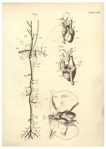 Reproducción/Reproduction 6254770912: Illustrations of zoology: invertebrates & vertebrates EdinburghY.J. Pentland,1889