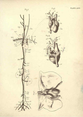 Reproducción/Reproduction 6254770912: Illustrations of zoology: invertebrates & vertebrates EdinburghY.J. Pentland,1889