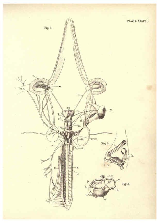 Reproducción/Reproduction 6254760622: Illustrations of zoology: invertebrates & vertebrates EdinburghY.J. Pentland,1889