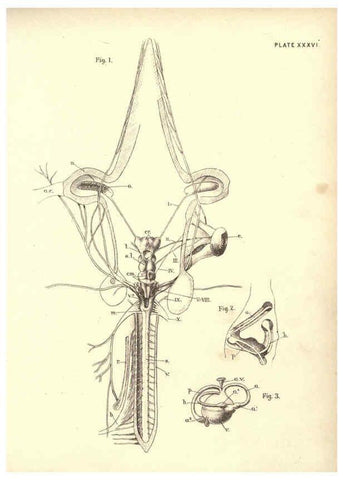 Reproducción/Reproduction 6254760622: Illustrations of zoology: invertebrates & vertebrates EdinburghY.J. Pentland,1889