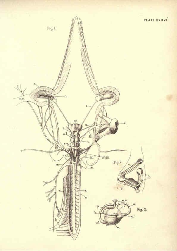 Reproducción/Reproduction 6254760622: Illustrations of zoology: invertebrates & vertebrates EdinburghY.J. Pentland,1889
