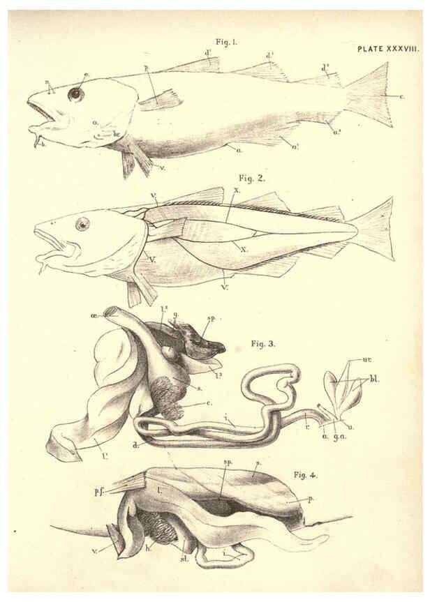Reproducción/Reproduction 6254761166: Illustrations of zoology: invertebrates & vertebrates EdinburghY.J. Pentland,1889
