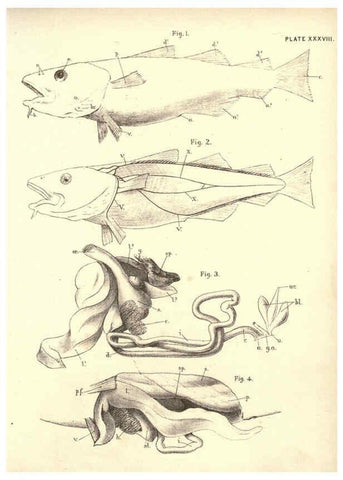 Reproducción/Reproduction 6254761166: Illustrations of zoology: invertebrates & vertebrates EdinburghY.J. Pentland,1889