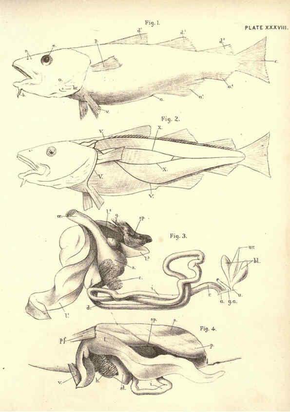 Reproducción/Reproduction 6254761166: Illustrations of zoology: invertebrates & vertebrates EdinburghY.J. Pentland,1889