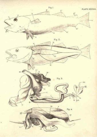 Reproducción/Reproduction 6254761166: Illustrations of zoology: invertebrates & vertebrates EdinburghY.J. Pentland,1889
