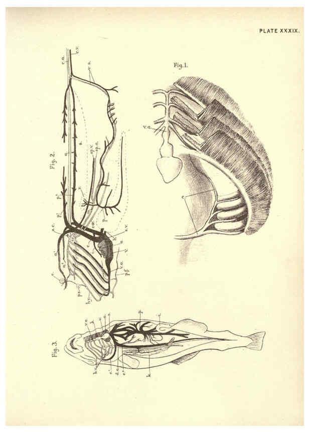 Reproducción/Reproduction 6254761746: Illustrations of zoology: invertebrates & vertebrates EdinburghY.J. Pentland,1889
