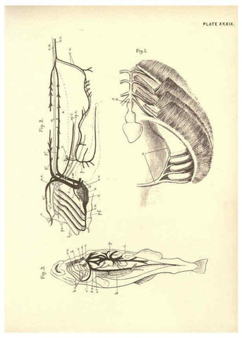 Reproducción/Reproduction 6254761746: Illustrations of zoology: invertebrates & vertebrates EdinburghY.J. Pentland,1889