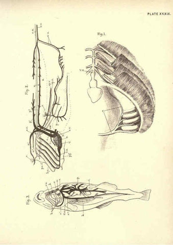 Reproducción/Reproduction 6254761746: Illustrations of zoology: invertebrates & vertebrates EdinburghY.J. Pentland,1889