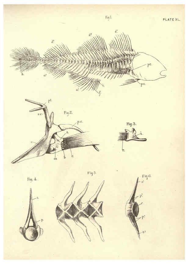 Reproducción/Reproduction 6254762252: Illustrations of zoology: invertebrates & vertebrates EdinburghY.J. Pentland,1889