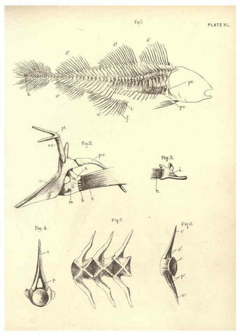 Reproducción/Reproduction 6254762252: Illustrations of zoology: invertebrates & vertebrates EdinburghY.J. Pentland,1889