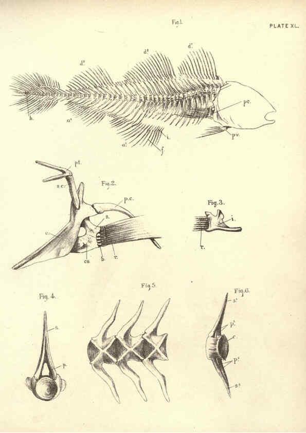 Reproducción/Reproduction 6254762252: Illustrations of zoology: invertebrates & vertebrates EdinburghY.J. Pentland,1889