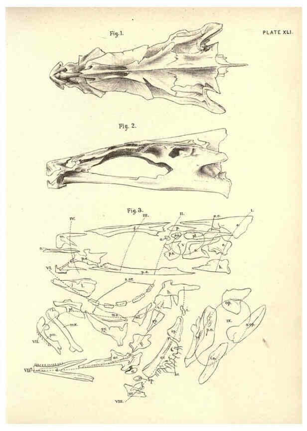 Reproducción/Reproduction 6254233249: Illustrations of zoology: invertebrates & vertebrates EdinburghY.J. Pentland,1889