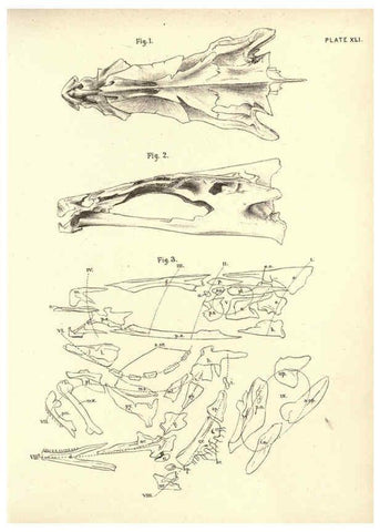 Reproducción/Reproduction 6254233249: Illustrations of zoology: invertebrates & vertebrates EdinburghY.J. Pentland,1889