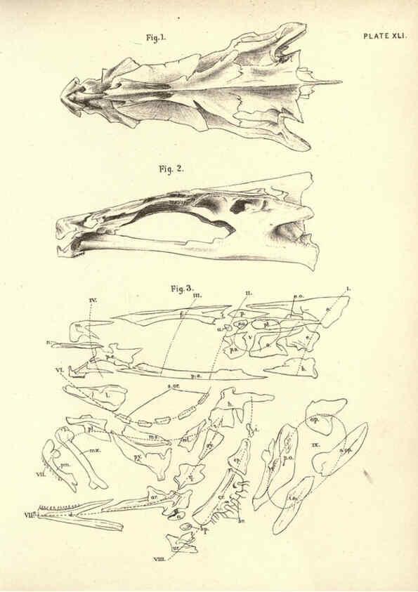 Reproducción/Reproduction 6254233249: Illustrations of zoology: invertebrates & vertebrates EdinburghY.J. Pentland,1889