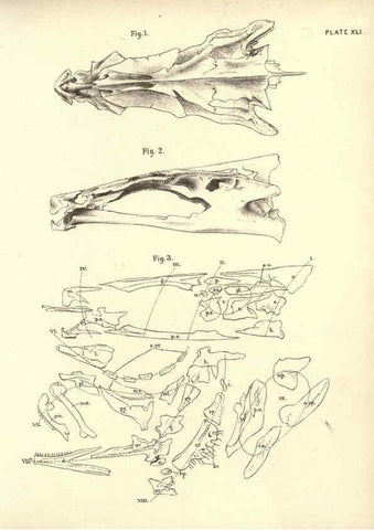 Reproducción/Reproduction 6254233249: Illustrations of zoology: invertebrates & vertebrates EdinburghY.J. Pentland,1889