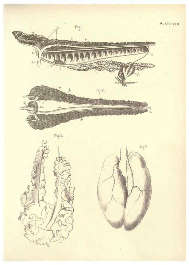 Reproducción/Reproduction 6254233571: Illustrations of zoology: invertebrates & vertebrates EdinburghY.J. Pentland,1889