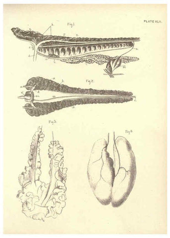 Reproducción/Reproduction 6254233571: Illustrations of zoology: invertebrates & vertebrates EdinburghY.J. Pentland,1889