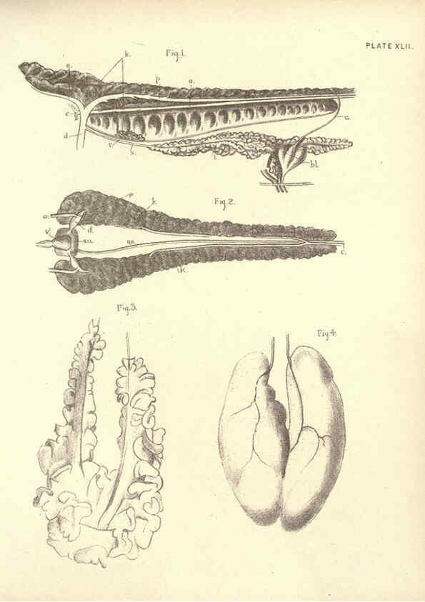 Reproducción/Reproduction 6254233571: Illustrations of zoology: invertebrates & vertebrates EdinburghY.J. Pentland,1889