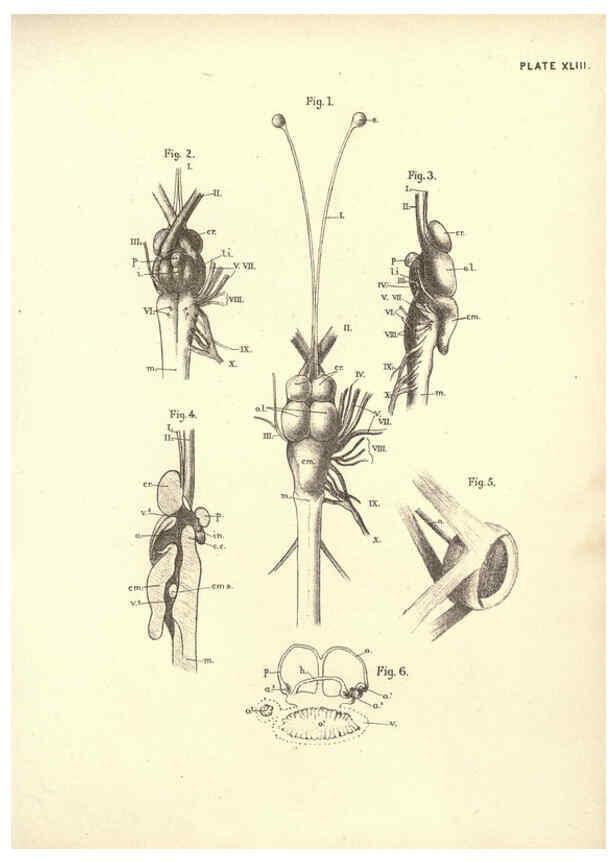 Reproducción/Reproduction 6254765274: Illustrations of zoology: invertebrates & vertebrates EdinburghY.J. Pentland,1889
