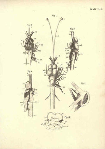Reproducción/Reproduction 6254765274: Illustrations of zoology: invertebrates & vertebrates EdinburghY.J. Pentland,1889