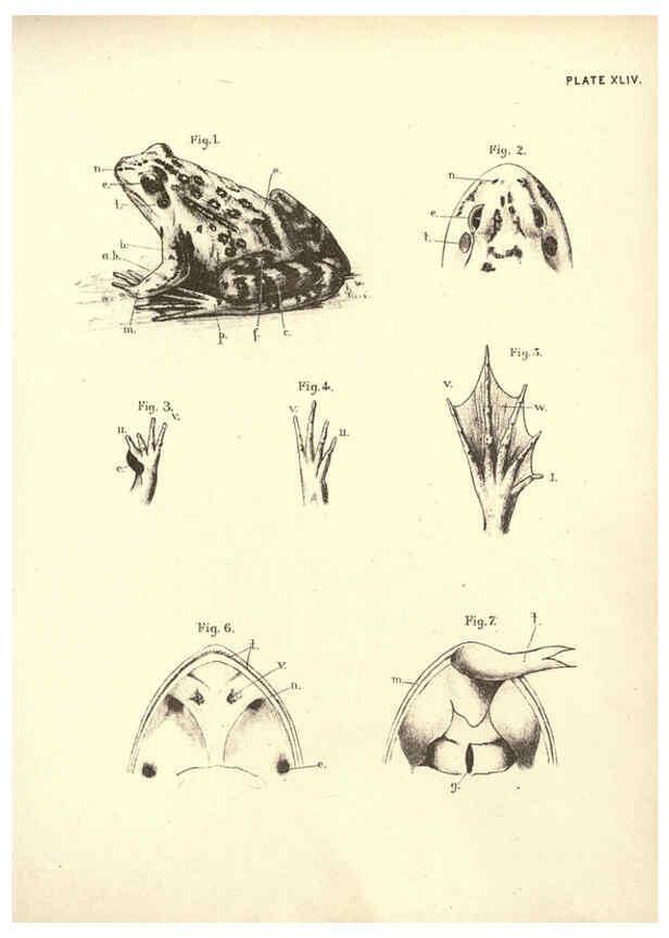 Reproducción/Reproduction 6254765498: Illustrations of zoology: invertebrates & vertebrates EdinburghY.J. Pentland,1889